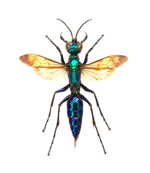 Chlorion lobatum Wasp Specimen | Spread & Dry-Preserved HYMENOPTERA