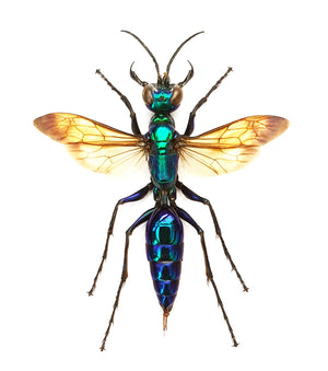Chlorion lobatum Wasp Specimen | Spread & Dry-Preserved HYMENOPTERA