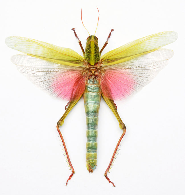 Citrus Locust (Chondracris rosea rosea) - 10 x A1 Entomology Specimens | Wholesale Lot