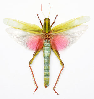 Citrus Locust (Chondracris rosea rosea) - 10 x A1 Entomology Specimens | Wholesale Lot