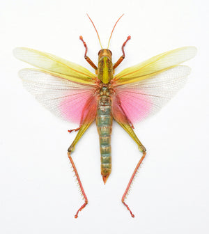 Citrus Locust (Chondracris rosea rosea) - 10 x A1 Entomology Specimens | Wholesale Lot