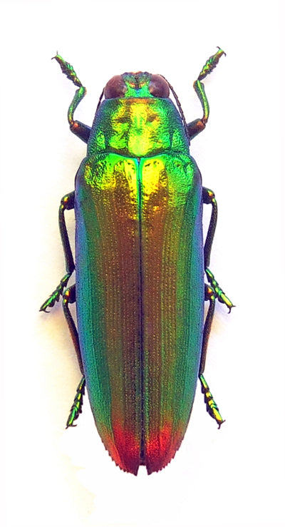 Chrysochroa aurora Beetle Specimen | A1 Quality | Dry-Preserved BUPRESTIDAE