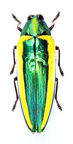 Chrysochroa limbata | A1博物館品質のタマムシ | 乾燥保存 | 未展足