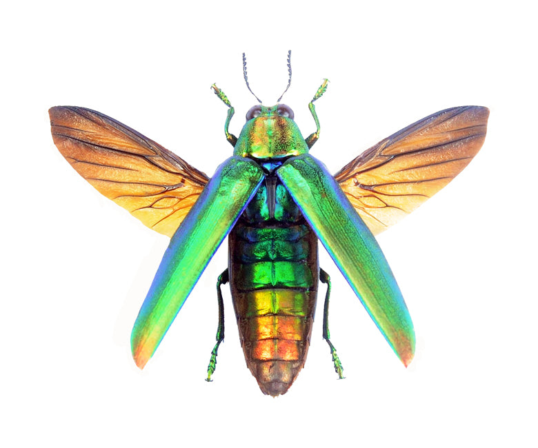 Chrysochroa aurora Beetle Spread Specimen | A1 Quality | Dry-Preserved BUPRESTIDAE (Spread-Wings)
