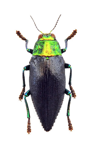 500 Assorted Unmounted Beetles & Insects | Wholesale Specimen Lot