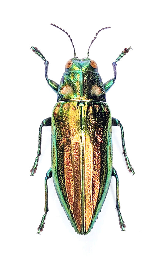 Chrysodema laevipennis Beetle Specimen | A1 Quality | Dry-Preserved BUPRESTIDAE