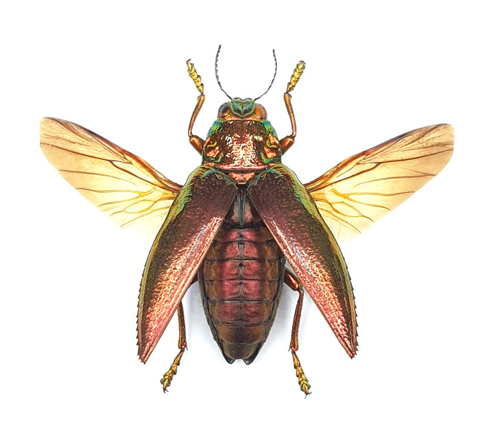 SPREAD Red Jewel Beetle (Chrysodema radians) Rare Red-form A1