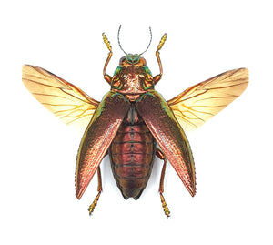 SPREAD Red Jewel Beetle (Chrysodema radians) Rare Red-form A1