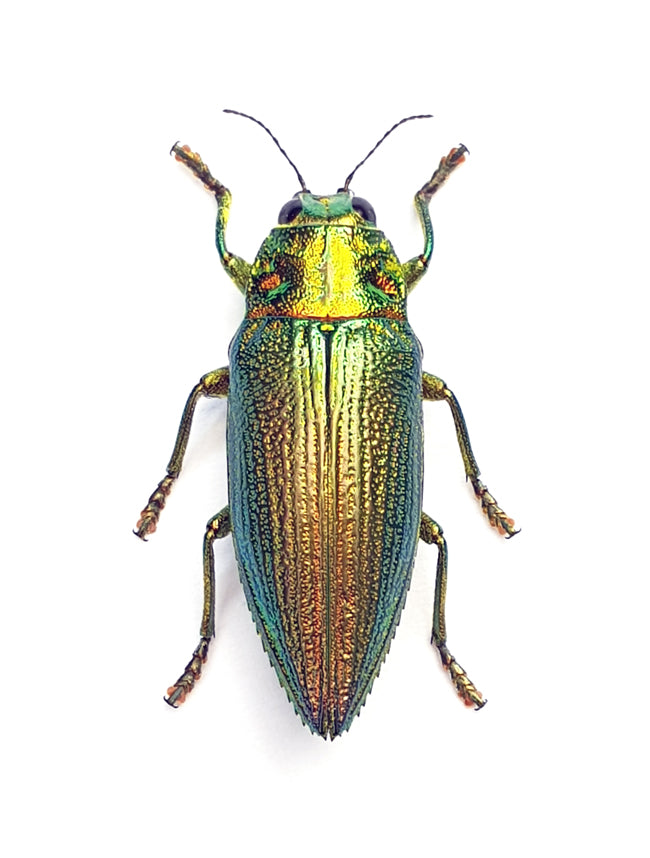 Chrysodema subrevisa Beetle Specimen | A1 Quality | Dry-Preserved BUPRESTIDAE