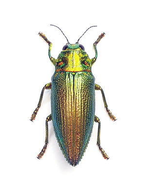 Assorted Beetles & Insects Mystery Box | A1 Entomology Specimens