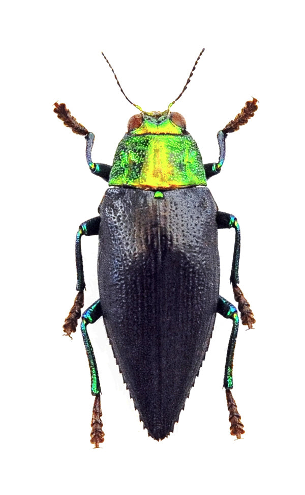 Chrysodema walkeri horaki Beetle Specimen | A1 Quality | Dry-Preserved BUPRESTIDAE