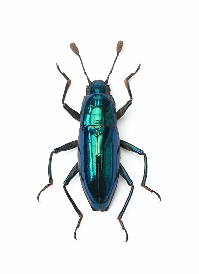 Coptengis sheppardi Beetle Specimen | A1 Quality | Dry-Preserved EROTYLIDAE