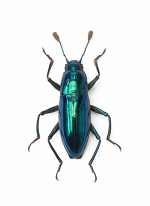 Assorted Beetles & Insects Mystery Box | A1 Entomology Specimens