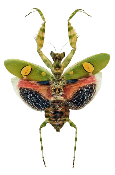 Creobroter gemmatus A1 Mantis | Dry-Preserved Spread MANTODEA