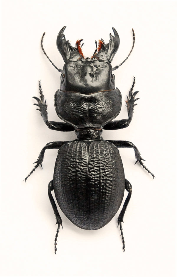 Crepidopterus decorsei Beetle Specimen | A1 Quality | Dry-Preserved CARABIDAE