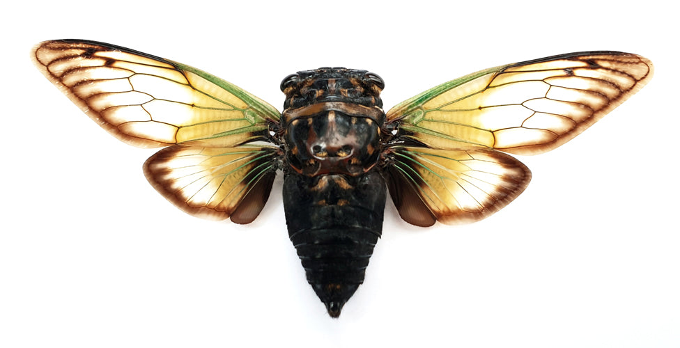 Cryptotympana fumipennis Cicada Specimen | A1 Quality | Dry-Preserved Spread CICADIDAE