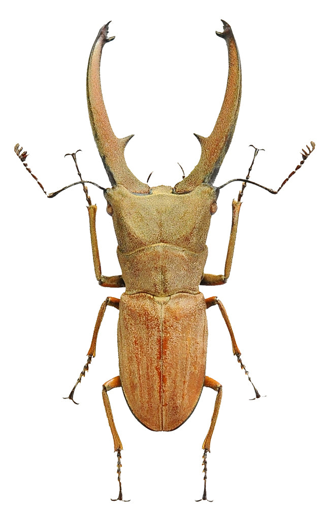 Cyclommatus canaliculatus freygesseneri Beetle Specimen | A1 Quality | Dry-Preserved LUCANIDAE