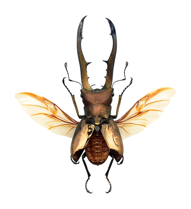Cyclommatus metallifer Beetle Spread Specimen | A1 Quality | Dry-Preserved LUCANIDAE (Wings-Spread)