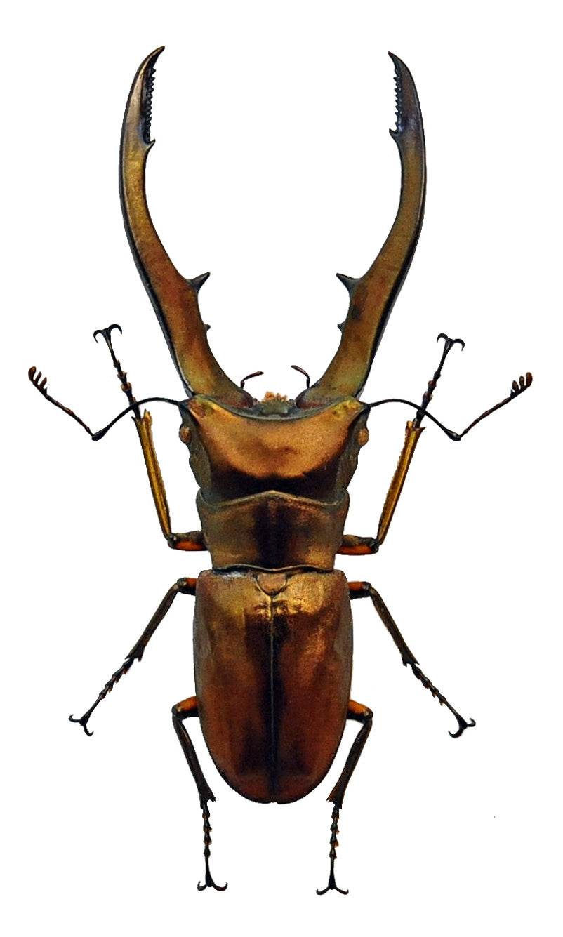 Cyclommatus metallifer aenomicans Beetle Specimen | A1 Quality | Dry-Preserved LUCANIDAE