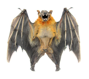 Assorted Common Bat Specimens | A1 Quality | Dry-Preserved CHIROPTERA (Spread Half Folded)
