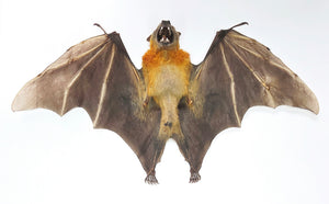 Assorted Common Bat Specimens | A1 Quality | Dry-Preserved CHIROPTERA (Spread Half Folded)