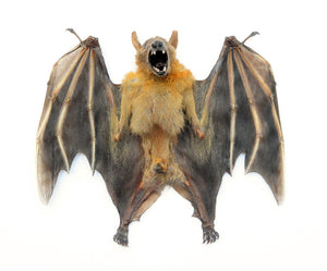 Assorted Common Bat Specimens | A1 Quality | Dry-Preserved CHIROPTERA (Spread Half Folded)