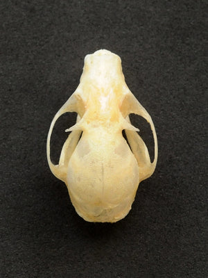 Cynopterus minutus Bat Skull | A1 Quality | Dry-Preserved SKULL