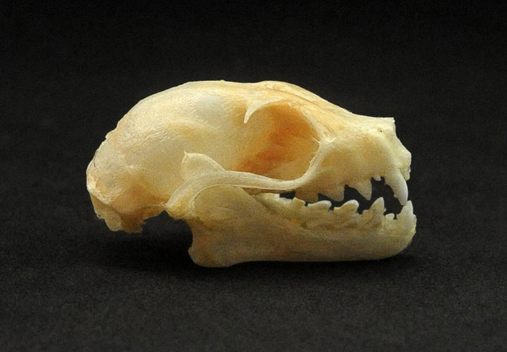 Cynopterus minutus Bat Skull | A1 Quality | Dry-Preserved SKULL