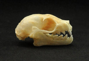 Cynopterus minutus Bat Skull | A1 Quality | Dry-Preserved SKULL
