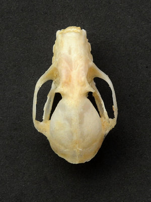 Cynopterus sphinx Bat Skull | A1 Quality | Dry-Preserved SKULL