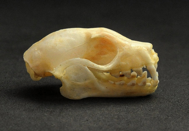 Cynopterus sphinx Bat Skull | A1 Quality | Dry-Preserved SKULL