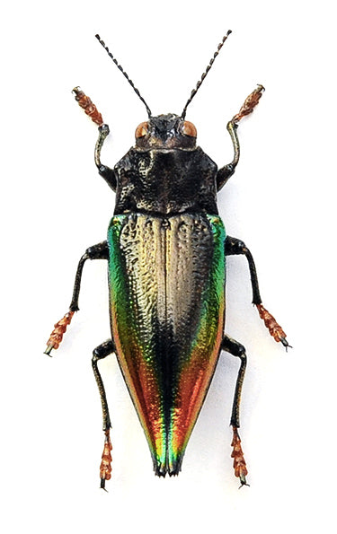Cyphogastra rollei Beetle Specimen | A1 Quality | Dry-Preserved BUPRESTIDAE