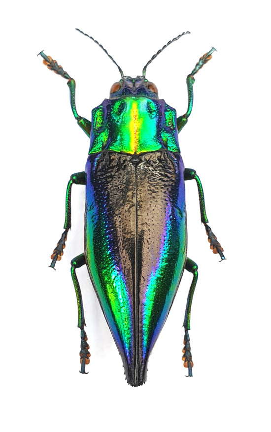 Cyphogastra calepyga Beetle Specimen | A1 Quality | Dry-Preserved BUPRESTIDAE