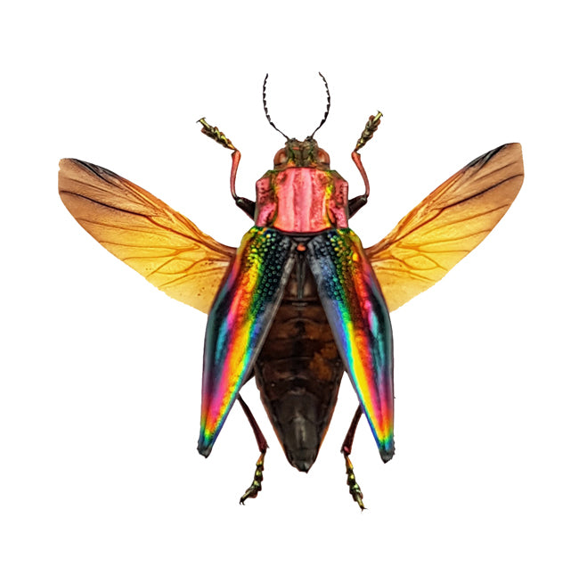 Cyphogastra javanica Beetle Specimen | A1 Quality | Dry-Preserved BUPRESTIDAE