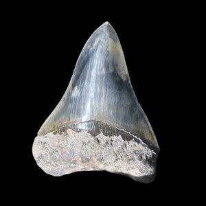 سنّ أحفوري لميغالودون 75mm | Carcharocles megalodon | فلوريدا | SKU-MEG75