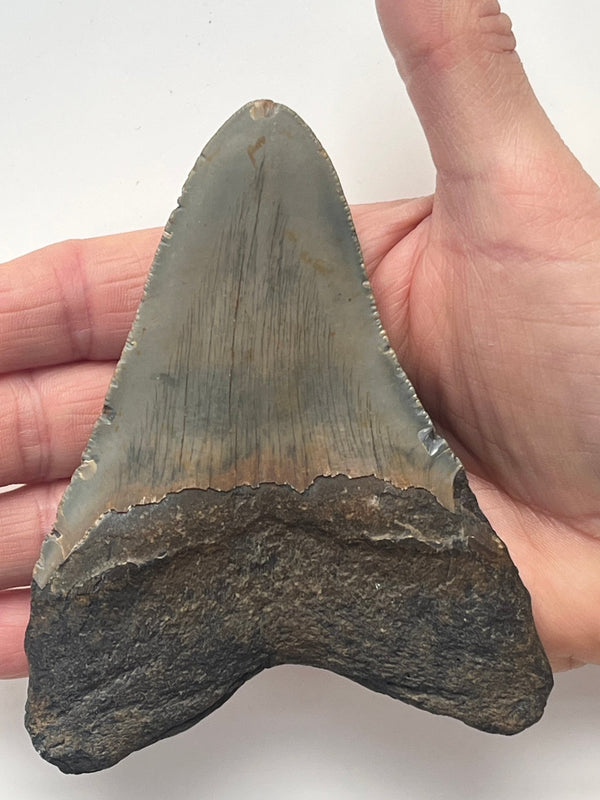 メガロドン化石の歯 120mm | Carcharocles megalodon