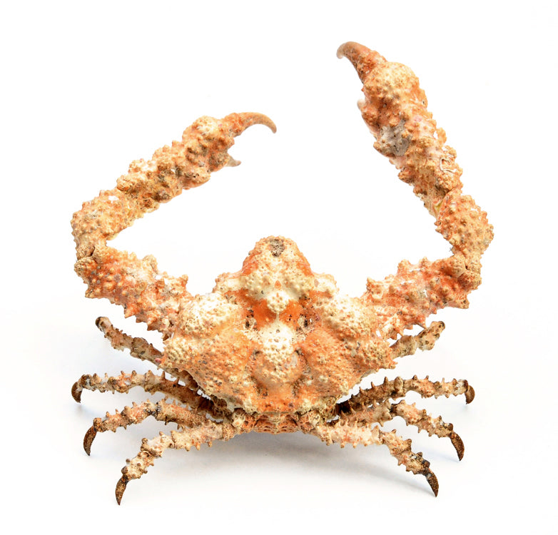 Daldorfia horrida Spiny Crab | A1 Quality | Dry-Preserved DECAPODA