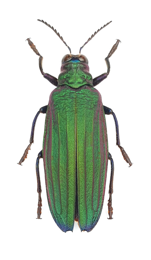 Demochroa detanii Beetle Specimen | A1 Quality | Dry-Preserved BUPRESTIDAE