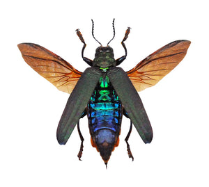 Demochroa detanii Beetle Spread Specimen | A1 Quality | Dry-Preserved BUPRESTIDAE (Wings-Spread)