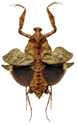 Deroplatys desiccata Mantis | Vzorek | Kvalita A1 | Suchá konzervace s roztaženými končetinami | MANTODEA