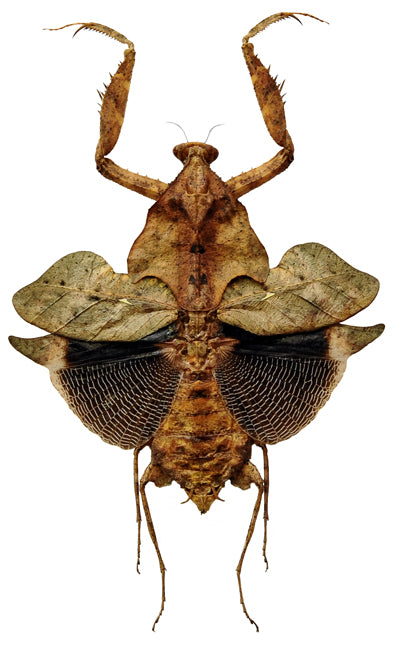 洋書　MANTODEA カマキリ Deroplatys desiccata A1 カマキリ | 乾燥保存 展開 MANTODEA | BugsDirect