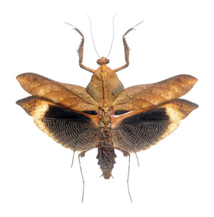 Deroplatys desiccata Mantis | Vzorek | Kvalita A1 | Suchá konzervace s roztaženými končetinami | MANTODEA