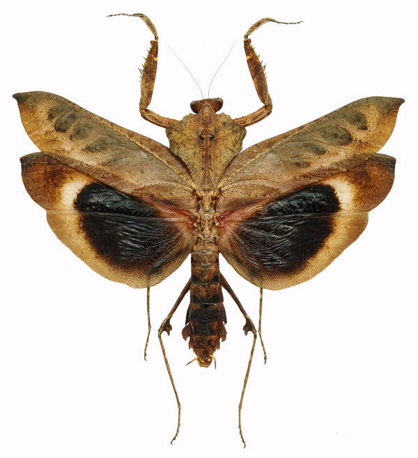 Deroplatys desiccata Mantis Specimen | A1 Quality | Dry-Preserved Spread | MANTODEA