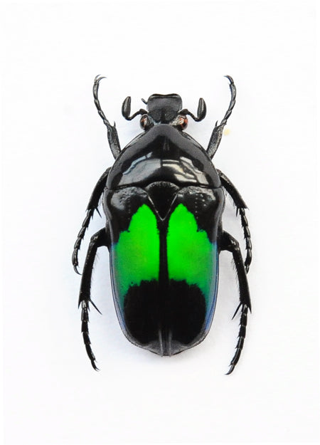 Dicheros modestus Beetle Specimen | A1 Quality | Dry-Preserved CETONIINAE
