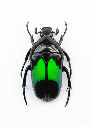 Assorted Beetles & Insects Mystery Box | A1 Entomology Specimens