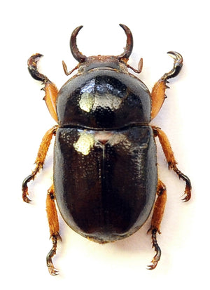 500 Assorted Unmounted Beetles & Insects | Wholesale Specimen Lot
