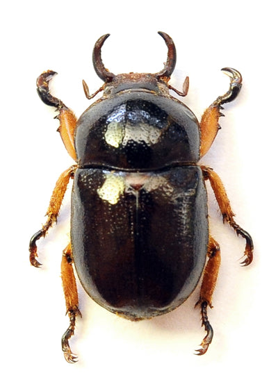 Didrepanephorus yunnanus wakaharai Beetle Specimen | A1 Quality | Dry-Preserved RUTELINAE