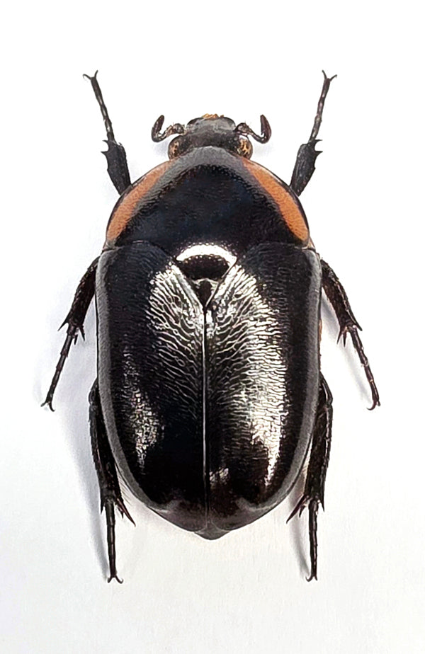 Digenethle spilophora Beetle Specimen | A1 Quality | Dry-Preserved CETONIINAE