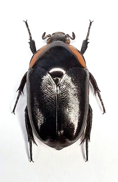 Digenethle spilophora甲虫標本 | A1品質 CETONIINAE | 未固定昆虫