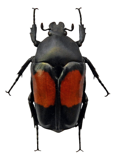 Dilochrosis balteata | A1 Dry-Preserved Flower Beetle Specimen